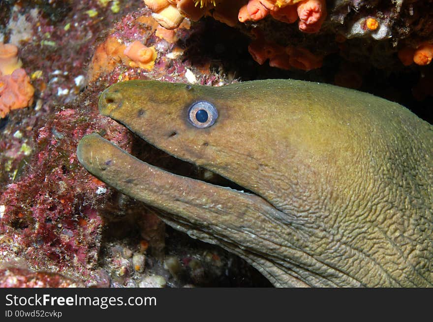 Green Moray eel from Sea of Cortez