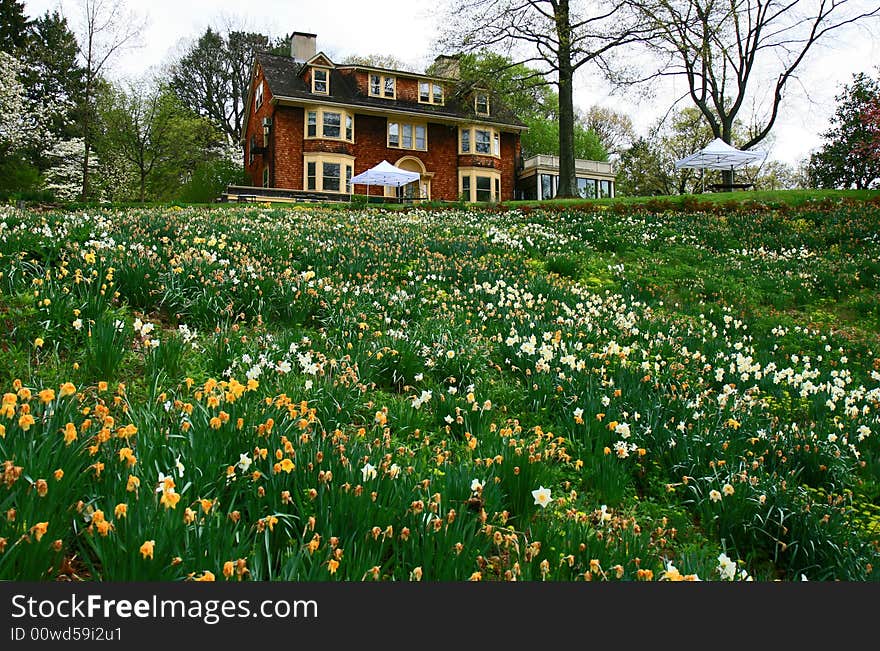 The Daffodil Blooming In Spring