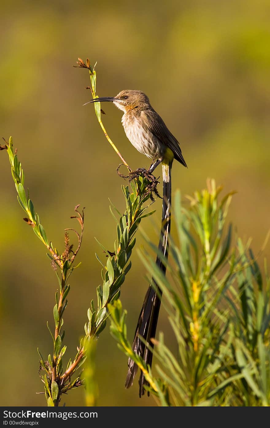 Sugarbird sitting on a branch with an out of focus background