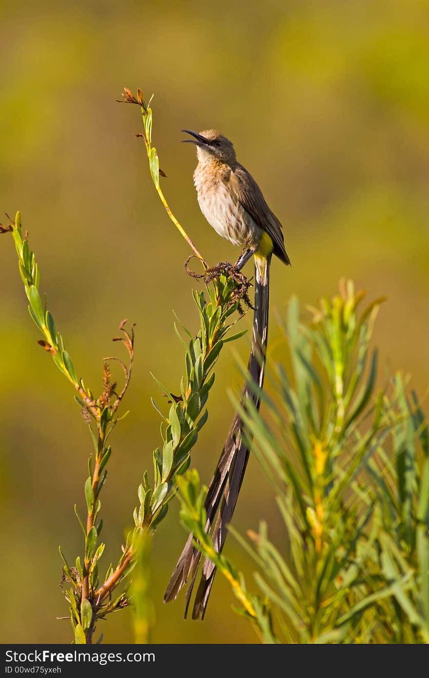 Sugarbird sitting on a branch with an out of focus background