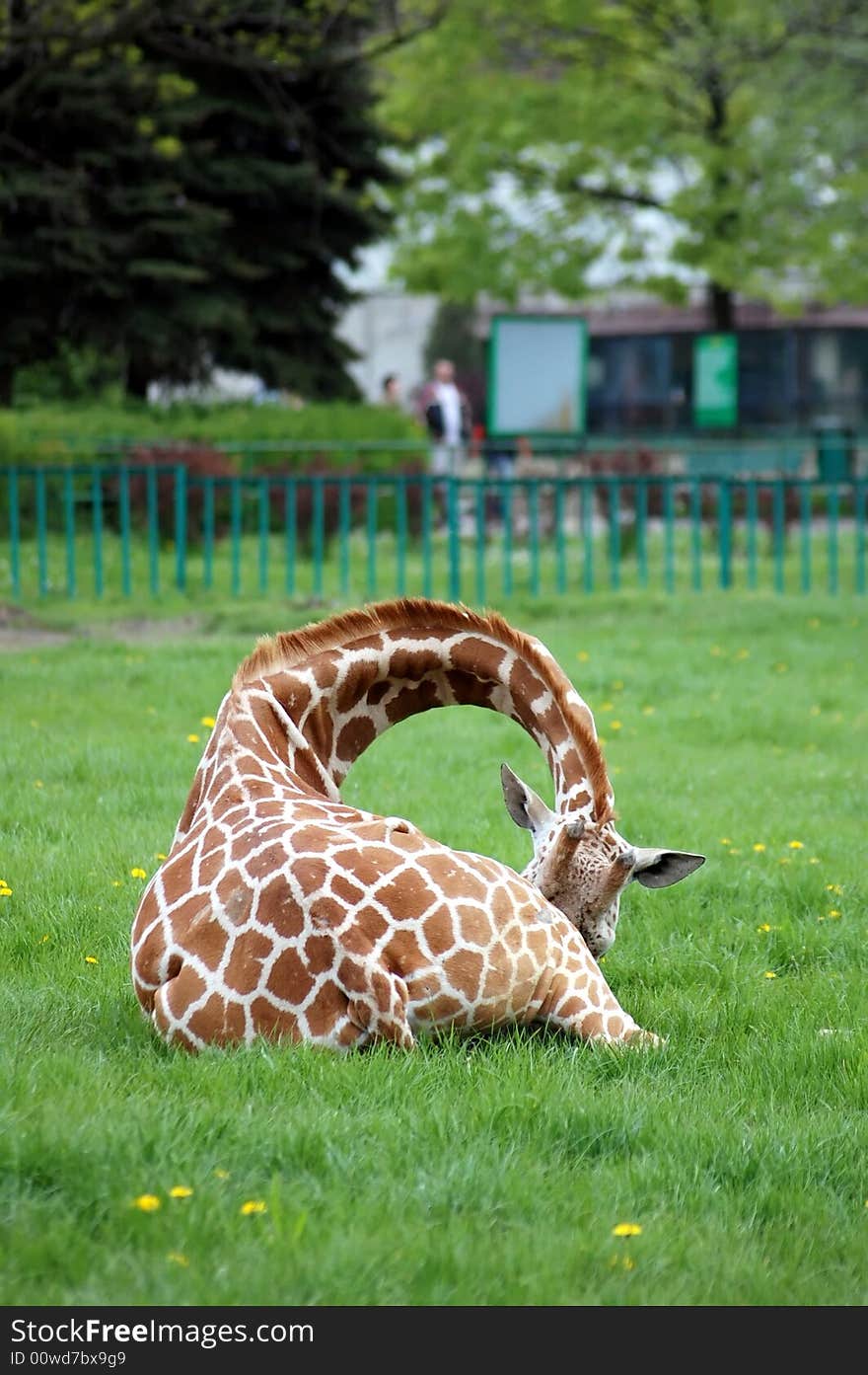 Young shamed giraffe on green grass