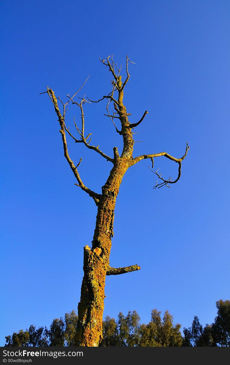 A dead little tree in the countryside, covered with Musk...