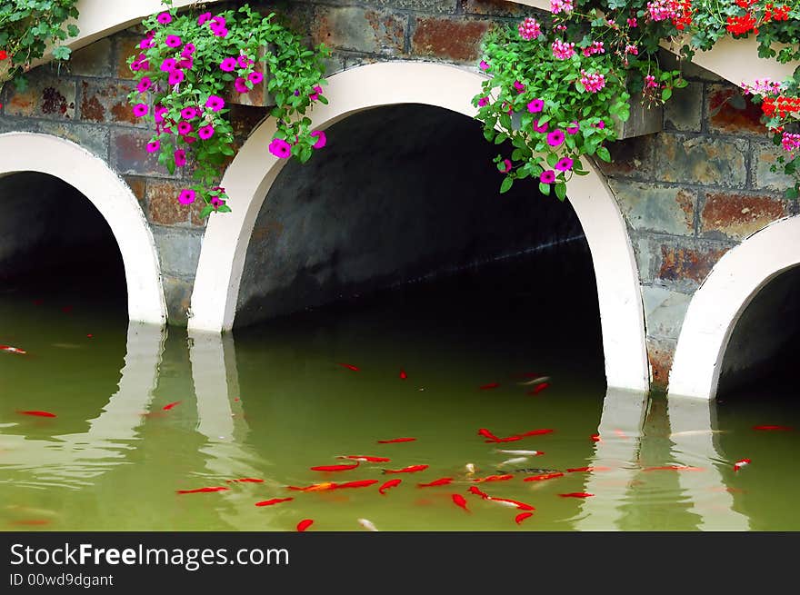 Koi under arch bridge