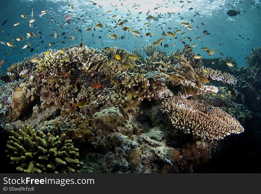 Beautiful corals with fishers and sunlight at the background