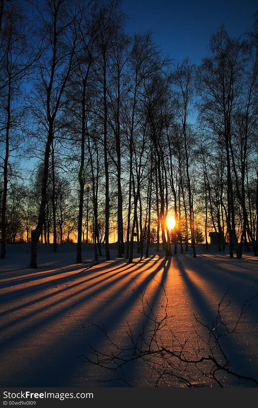 Sunset through leafless trees in winter