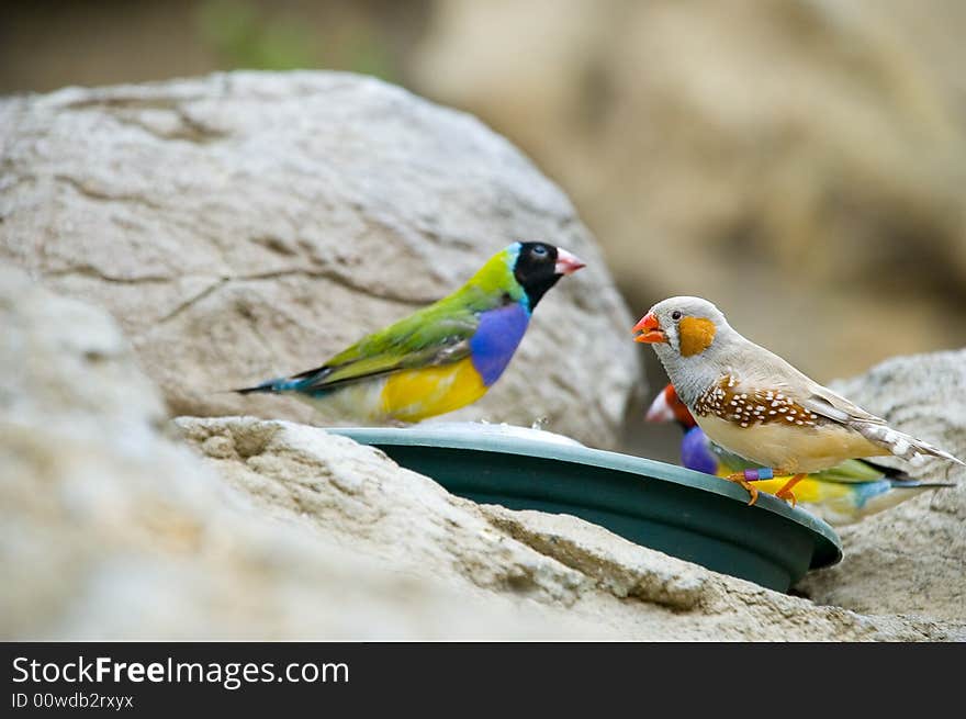 Finch Birds on a feeder