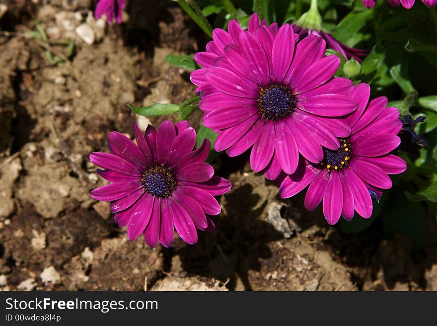 Fucsia flowers in a brown background