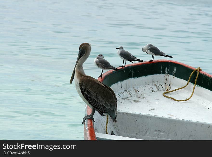 Seagulls And Pelican