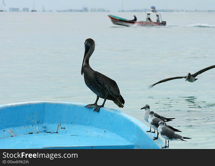 Seagulls and pelican