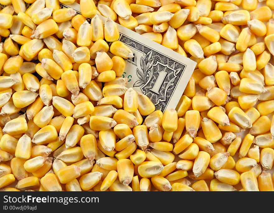 A pile of corn kernels with the corner of a dollar bill showing through the center. A pile of corn kernels with the corner of a dollar bill showing through the center