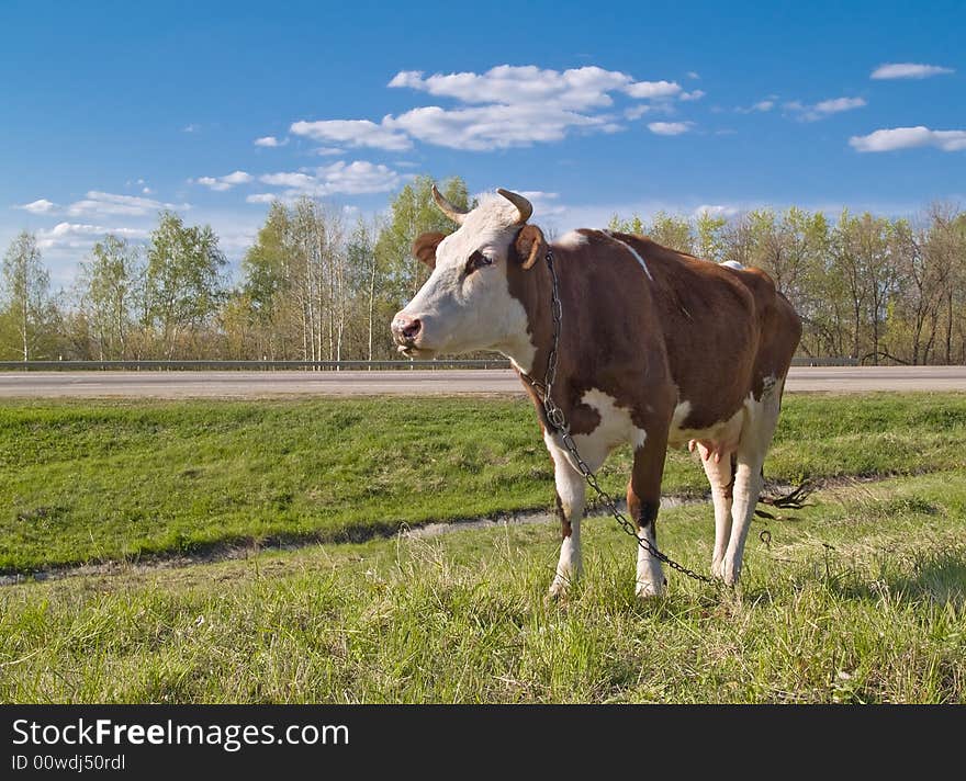 Cow portrait over green grass and blue sky landscape. Cow portrait over green grass and blue sky landscape