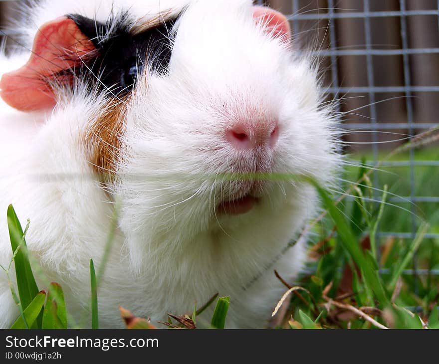 Guinea Pig Stare