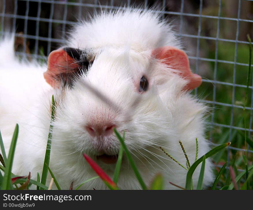 Guinea Pig Smile