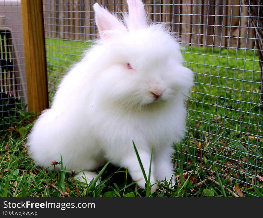 Lionhead Rabbit sitting outside enjoying fresh air