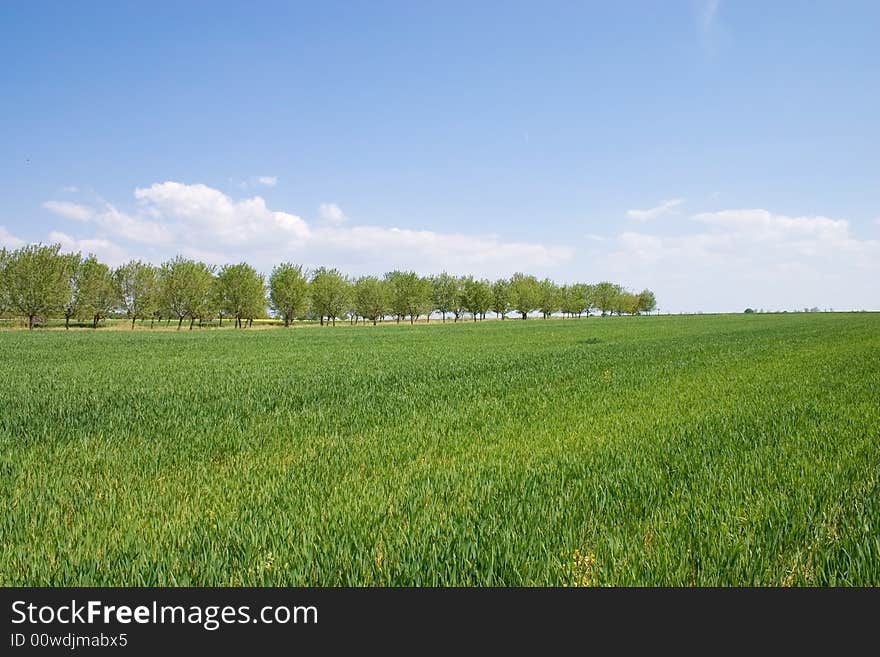 Wheat field.