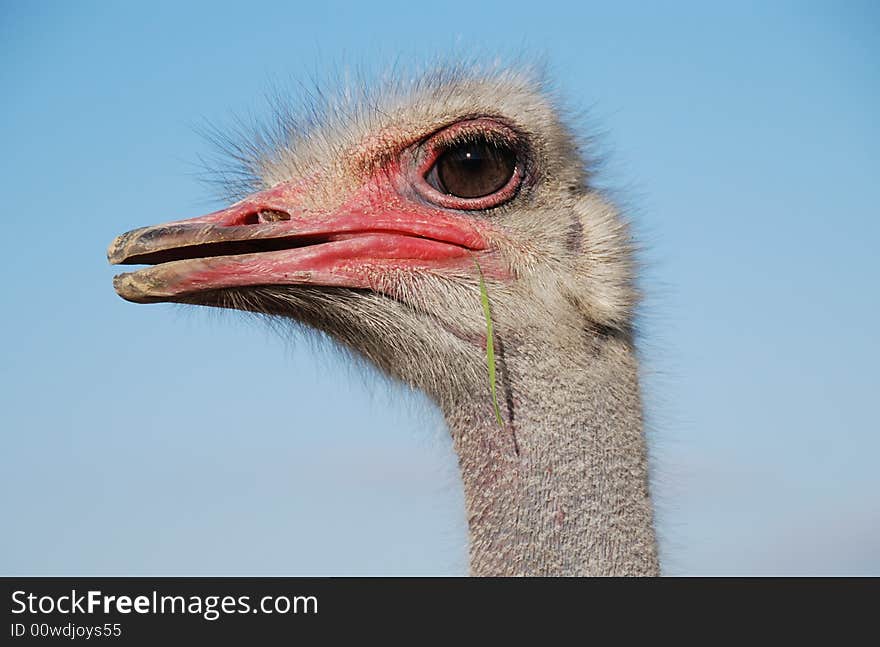 Portrait of a funny ostrich close-up. Portrait of a funny ostrich close-up