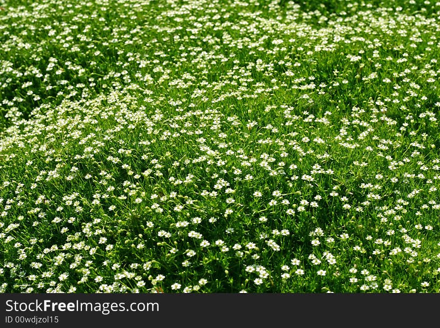 A green background with little flowers