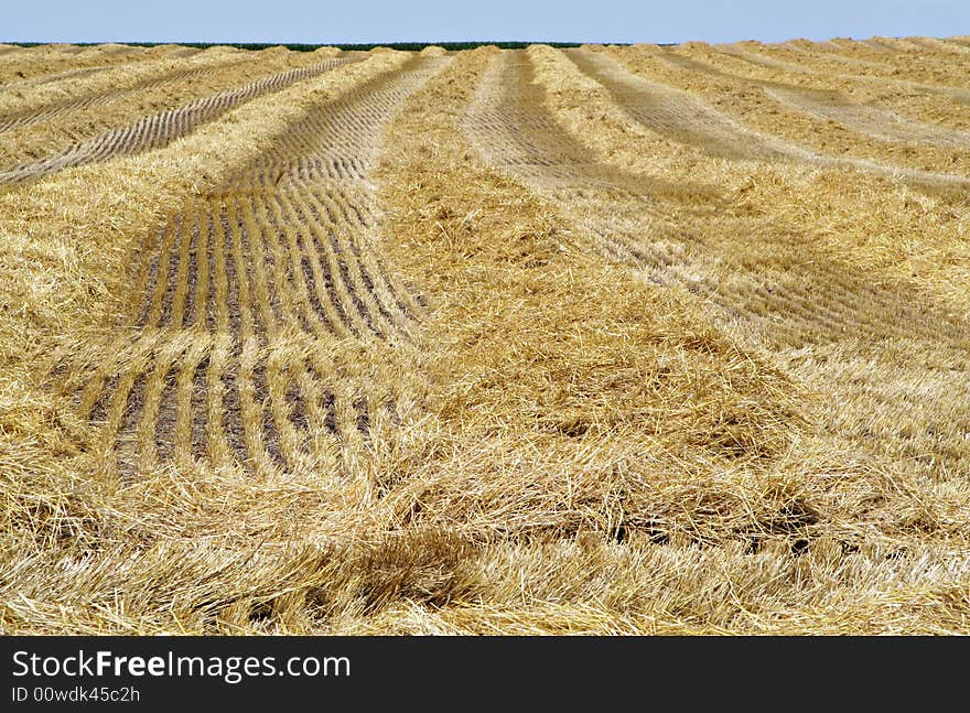 A horizontal shot of what's left over after the wheat harvest. A horizontal shot of what's left over after the wheat harvest