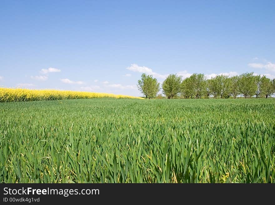 Spring wheat bordered with trees field. Spring wheat bordered with trees field.