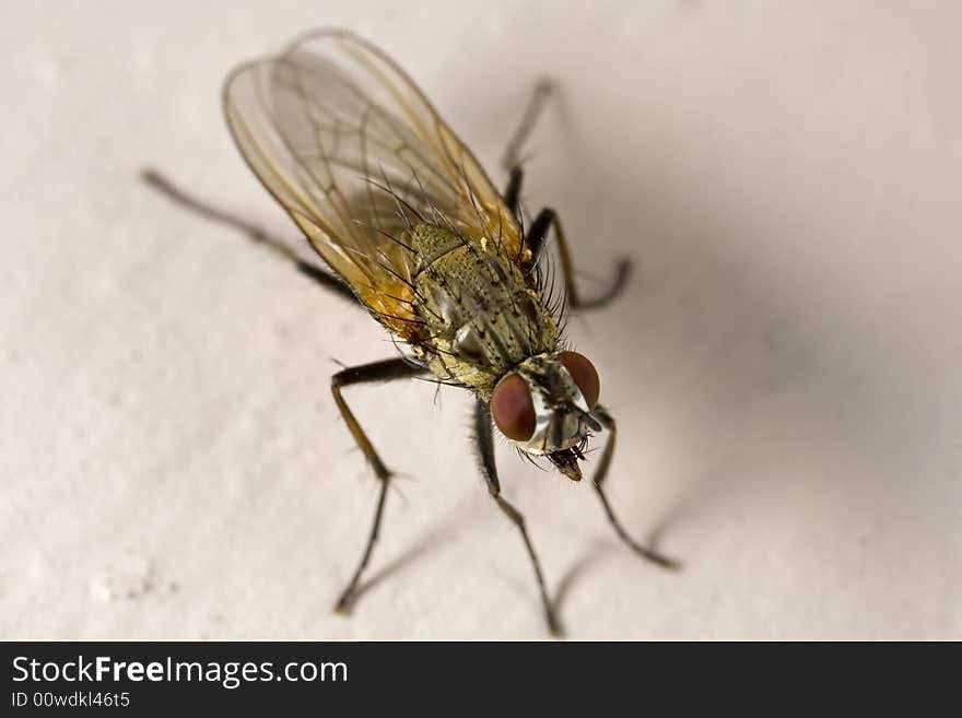 Closeup of a house fly with tongue sticking out