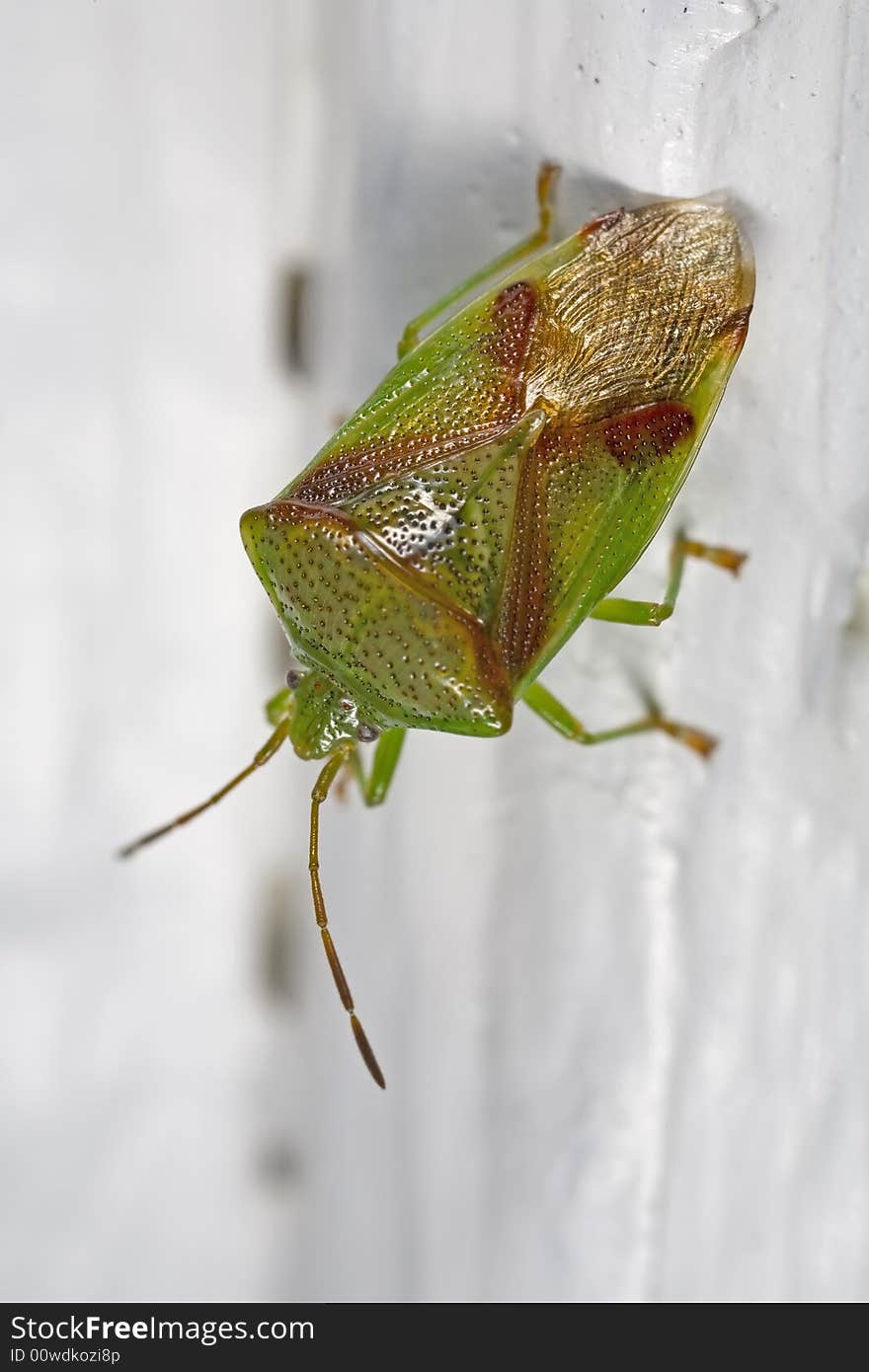 Red-crossed stink bug