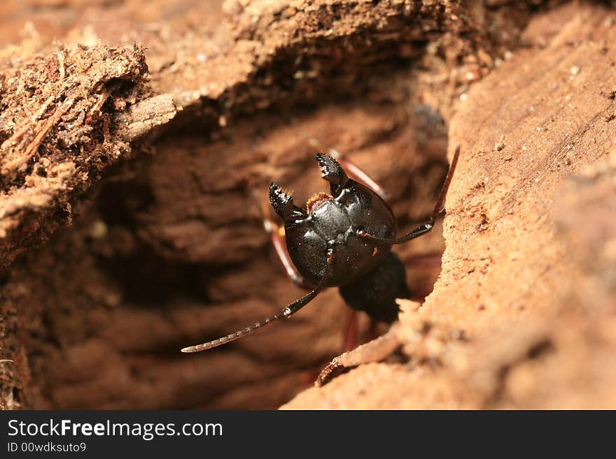 Carpenter ant sticking head out