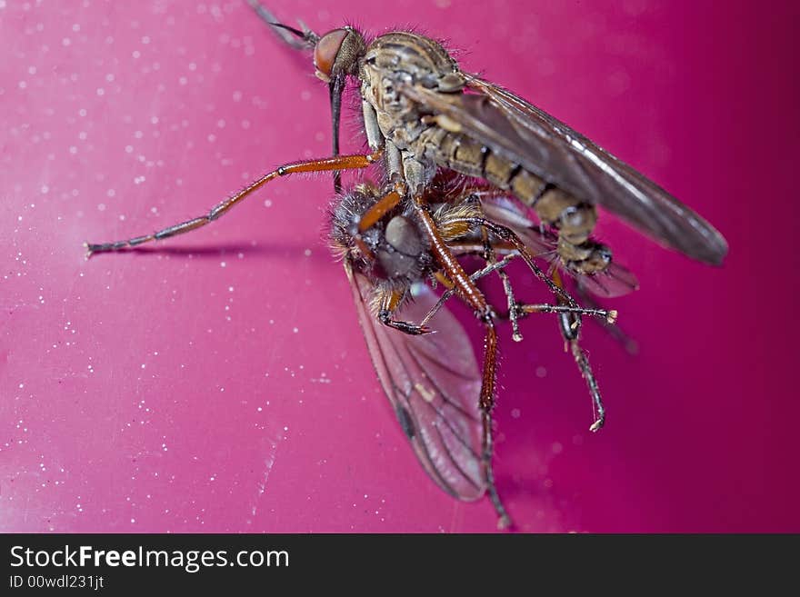 March flies mating