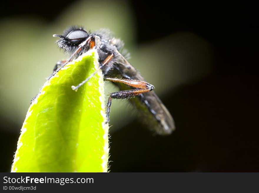 March Fly Perched