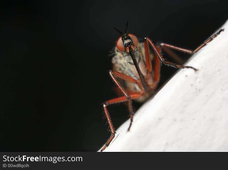 March Fly Closeup