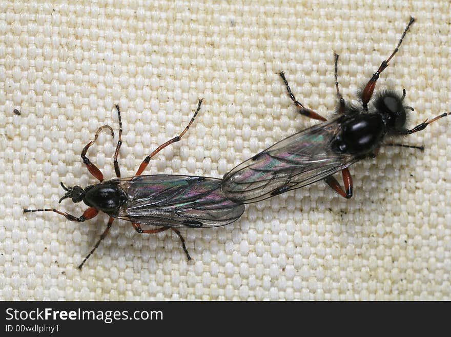 Closeup of march flies mating