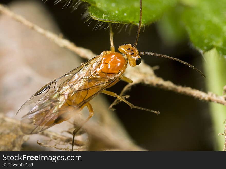 Closeup Of A Sawfly