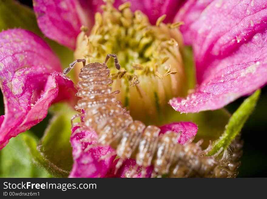 Closeup of centipede on a pink and yellow flower. Closeup of centipede on a pink and yellow flower