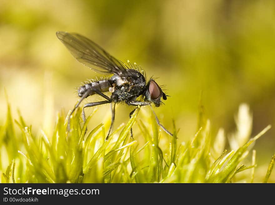 Small fly perched on moss