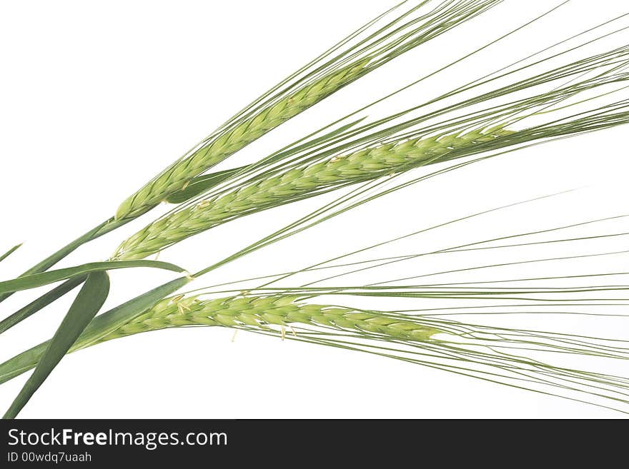 Green wheat ears isolated on white background