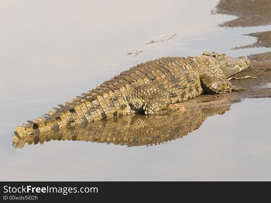 Nile Crocodile - KNP - South Africa