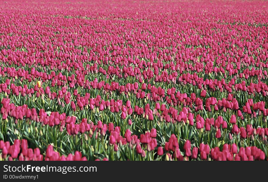 Tulip fields at the annual Tulip Festival near La Connor, Washington