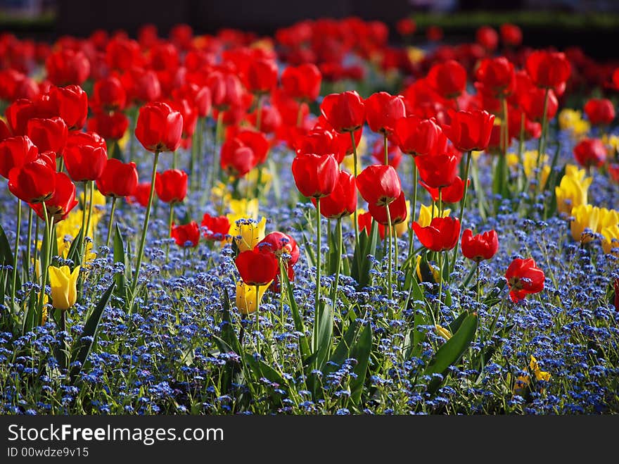 Tulips