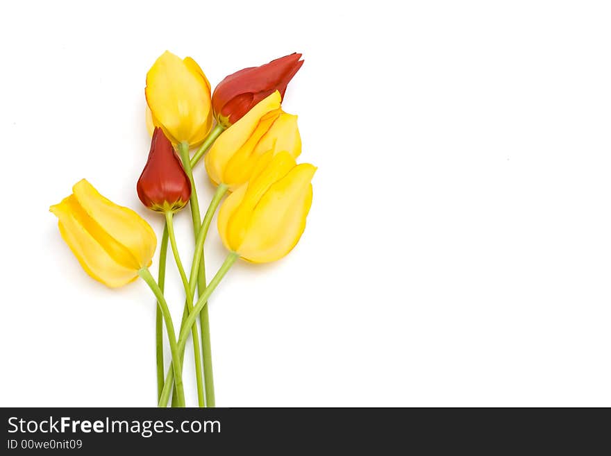 Yellow and red tulips isolated on white background