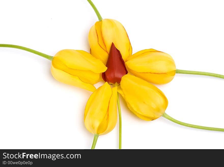 Yellow tulips in a circle  isolated on white background