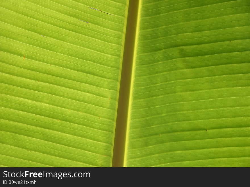 Texture green palm leaf backlit