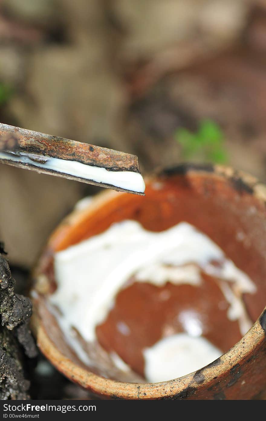 Latex being collected from a tapped rubber tree. Latex being collected from a tapped rubber tree