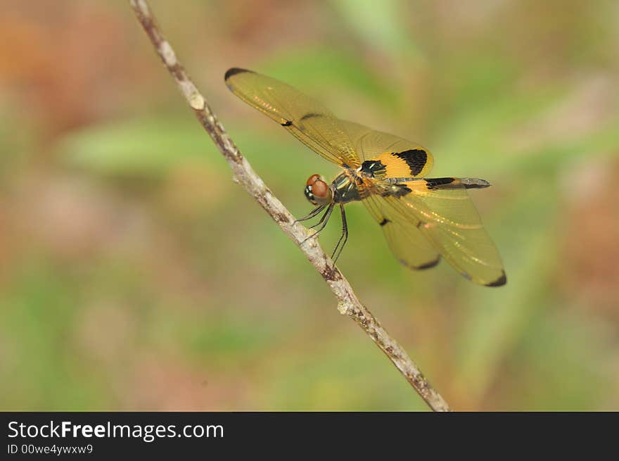 A close up picture of an orange and black dragonfly resting. A close up picture of an orange and black dragonfly resting