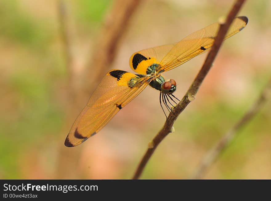 A close up picture of an orange and black dragonfly resting. A close up picture of an orange and black dragonfly resting