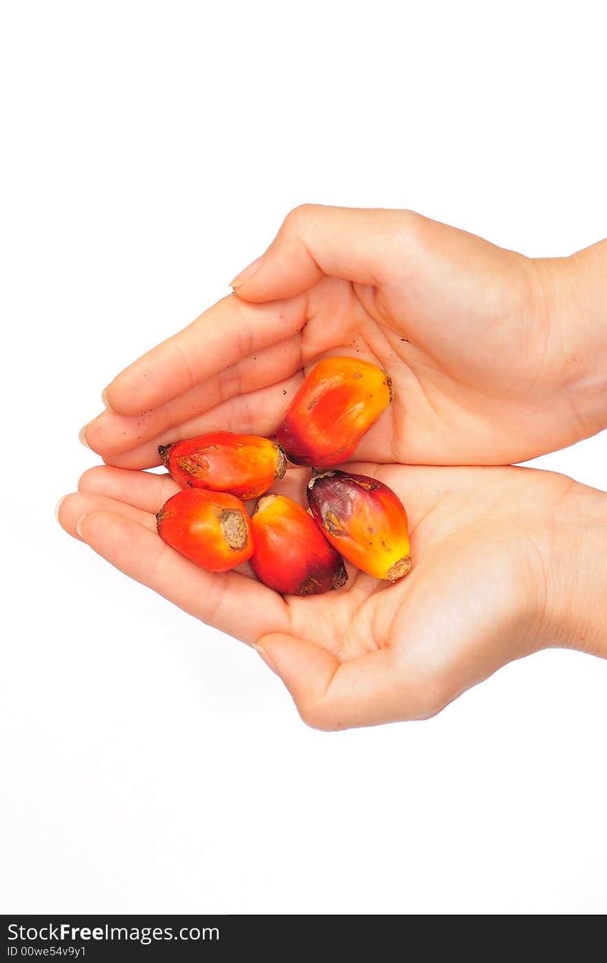 A handful of riped palm kernel seeds. A handful of riped palm kernel seeds