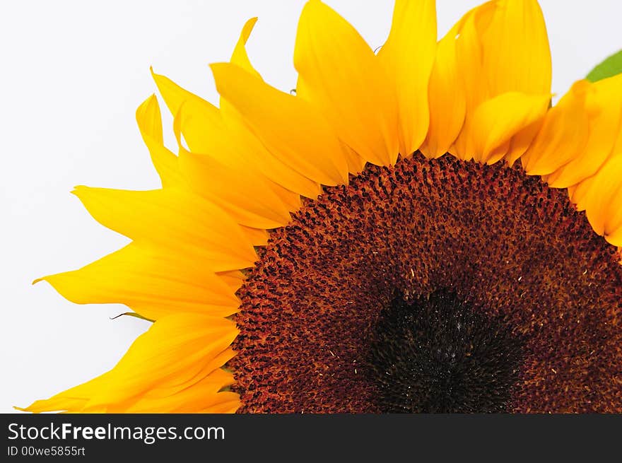 Beautiful close up photography of sunflower. Beautiful close up photography of sunflower