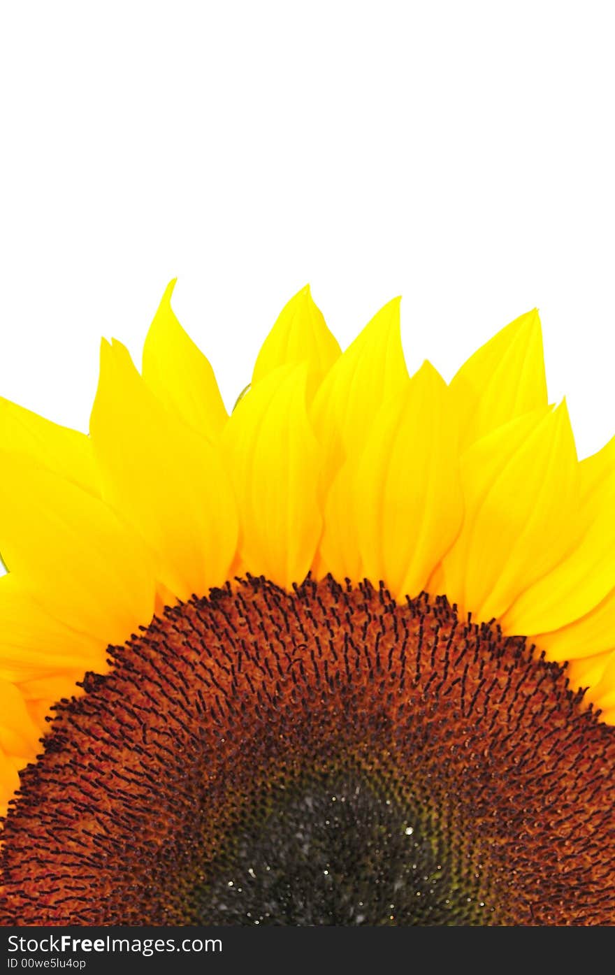 Beautiful close up photography of sunflower. Beautiful close up photography of sunflower