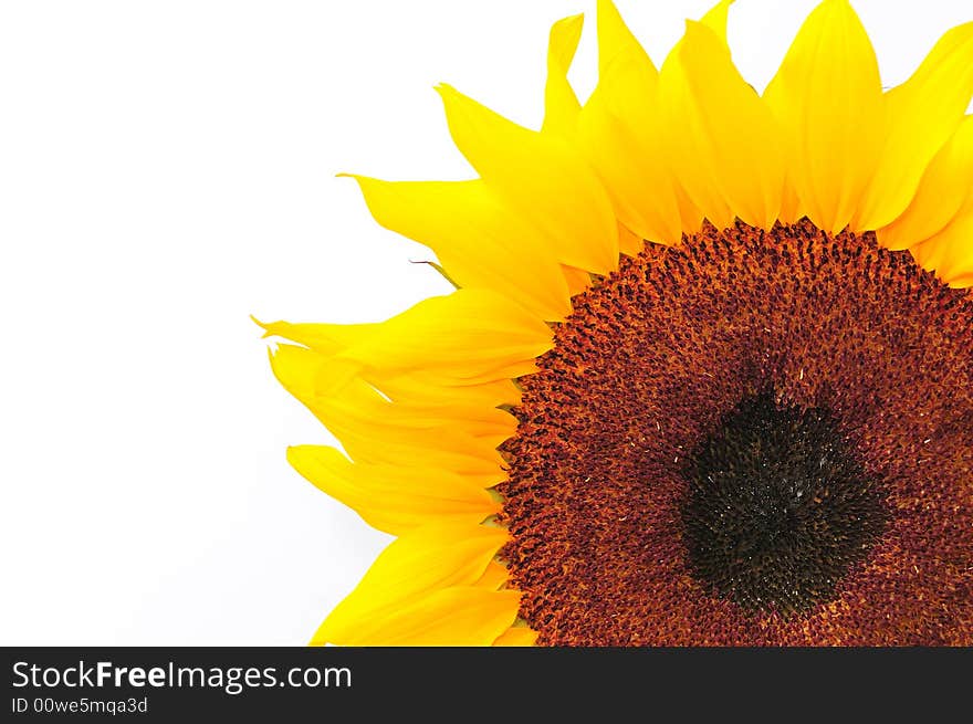 Beautiful close up photography of sunflower. Beautiful close up photography of sunflower