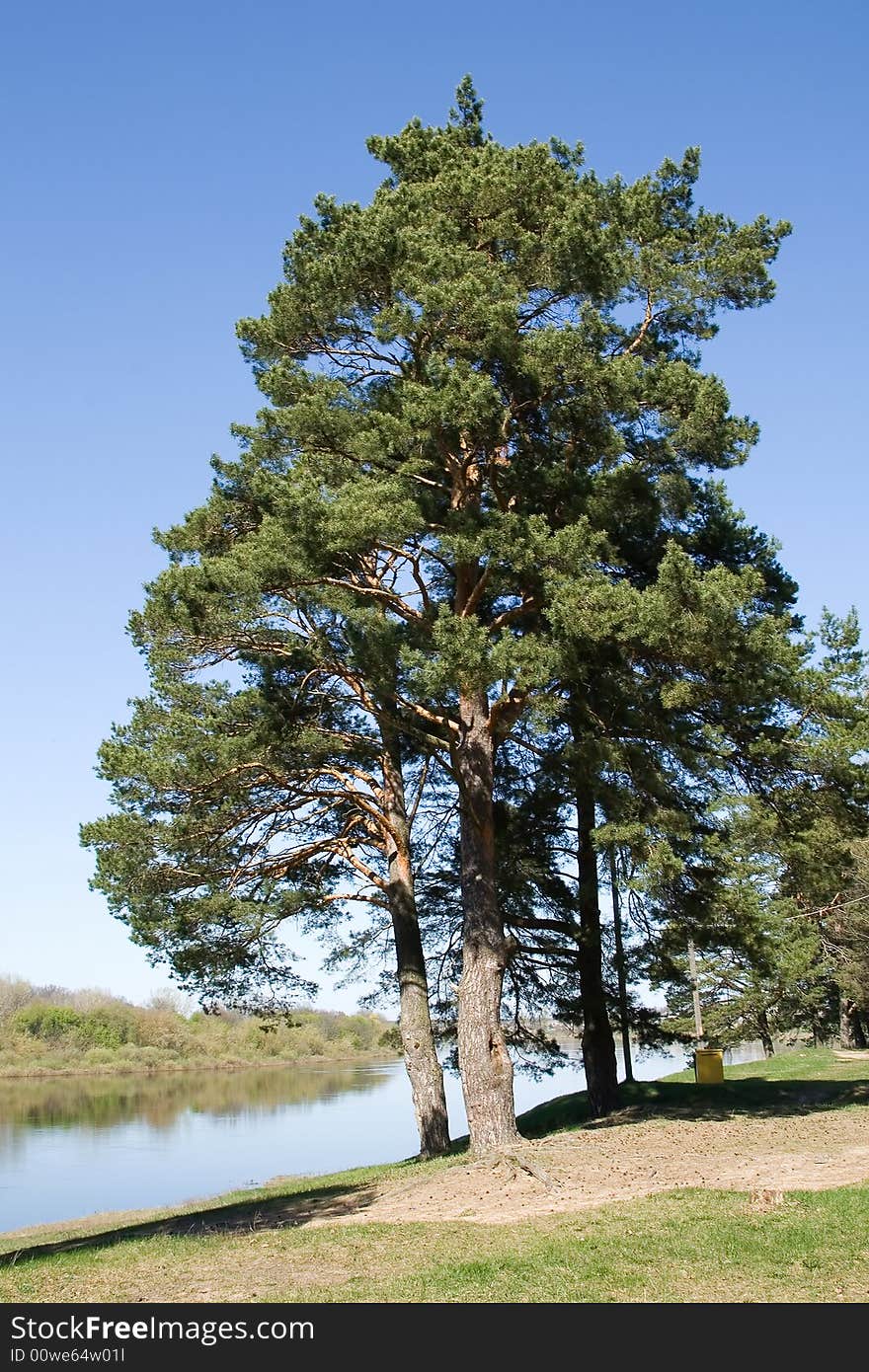 Pines On Coast Of The River