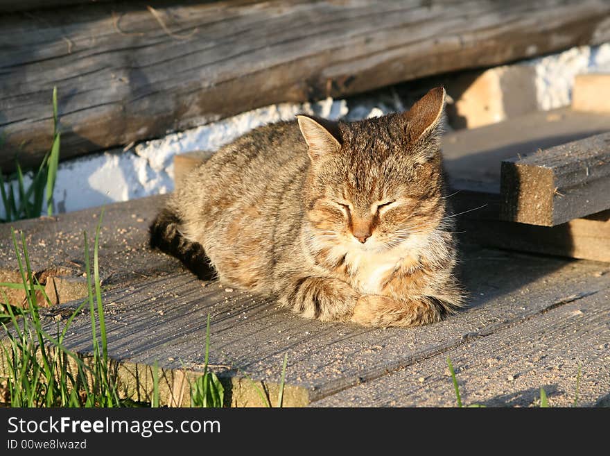 Sleeping cat on boards in spring