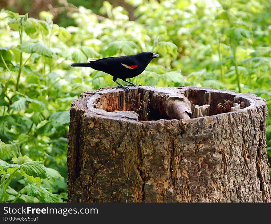 Black bird on treestump in forest